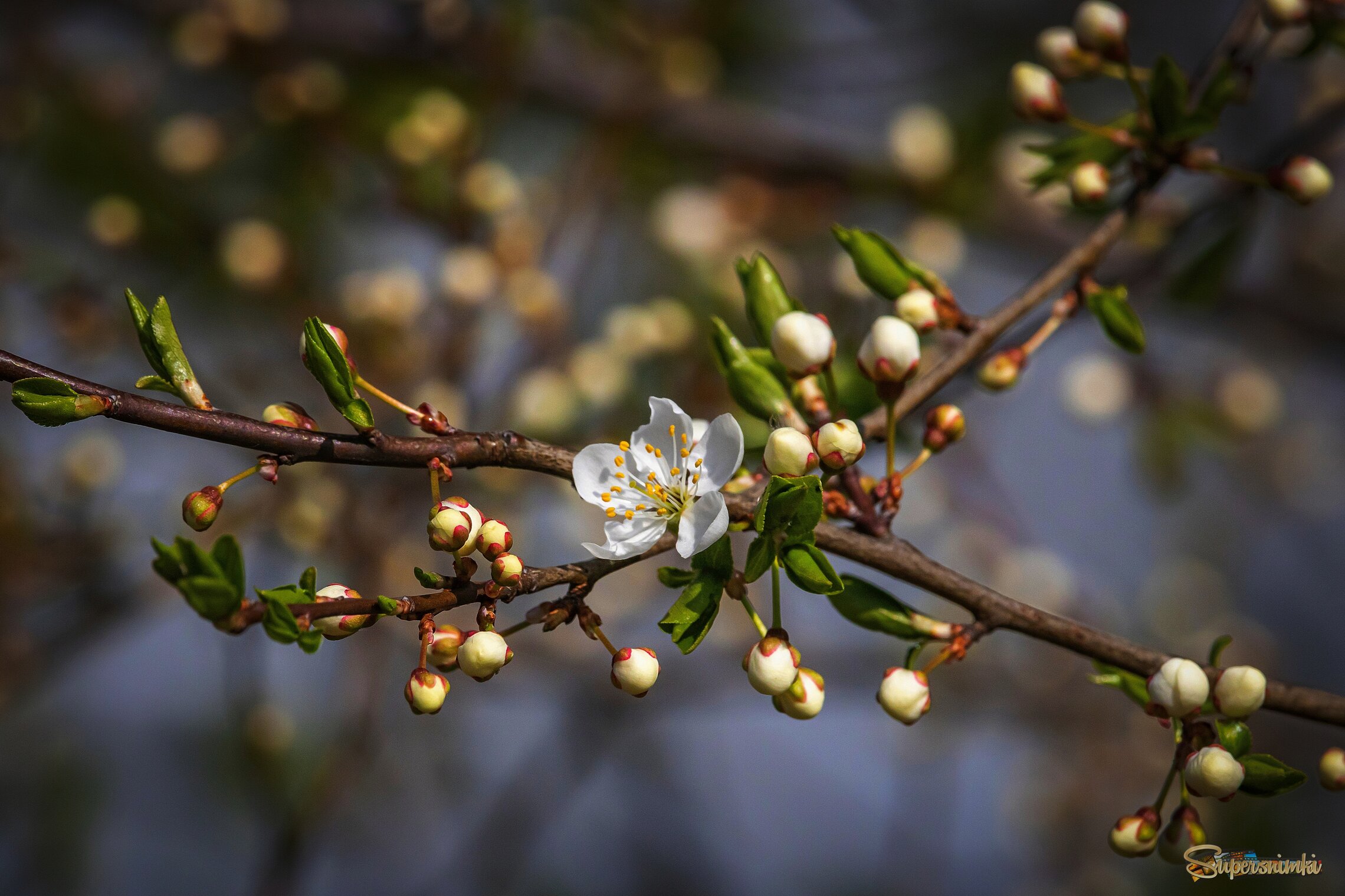 Пробуждение