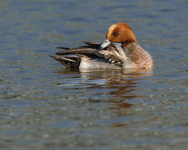 Пёрышки почистить