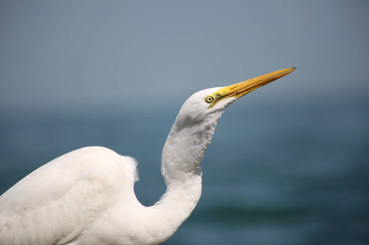 Время обедать...