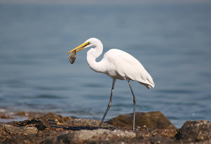 Время обедать...