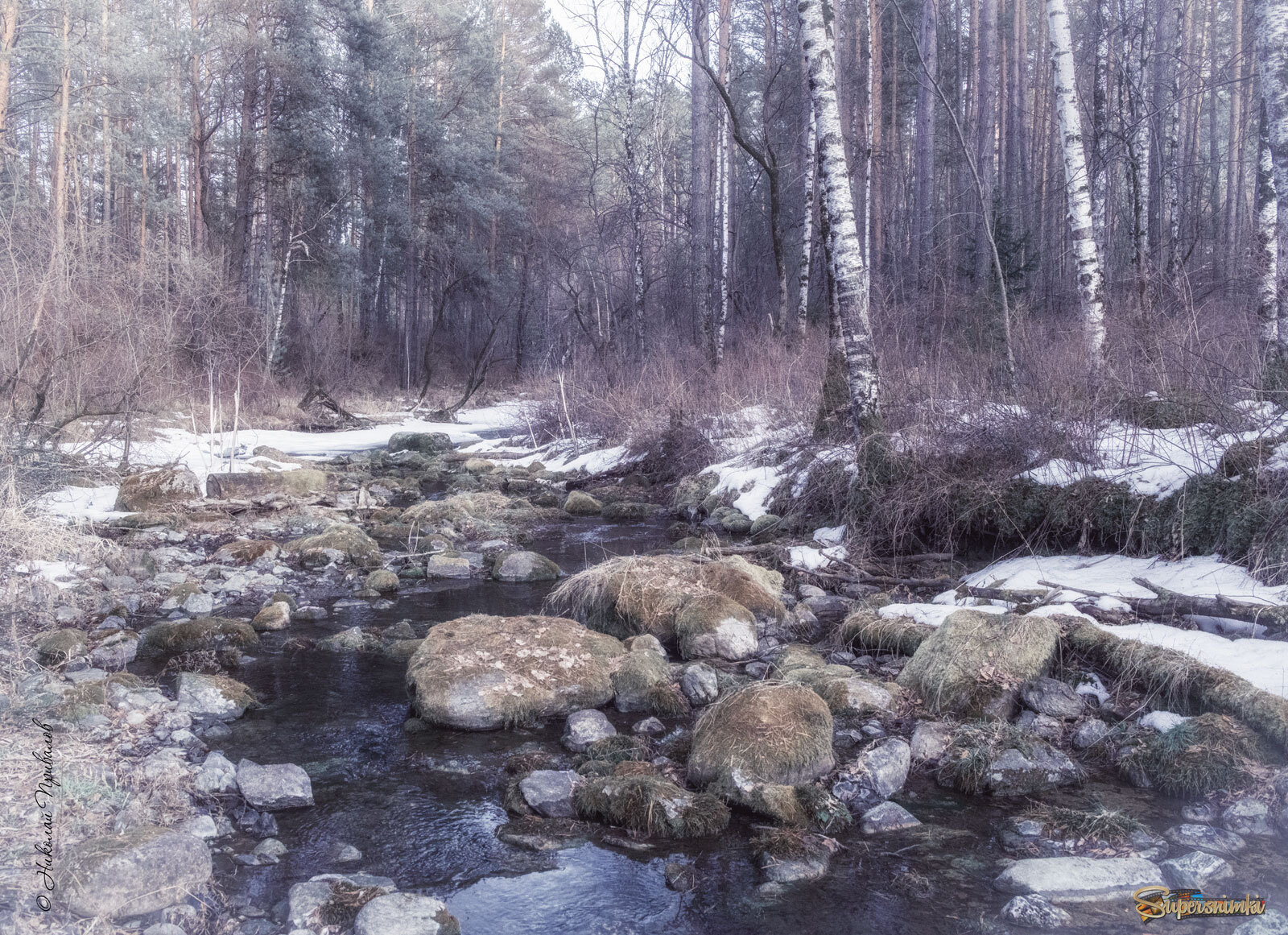 Тишина весеннего леса.