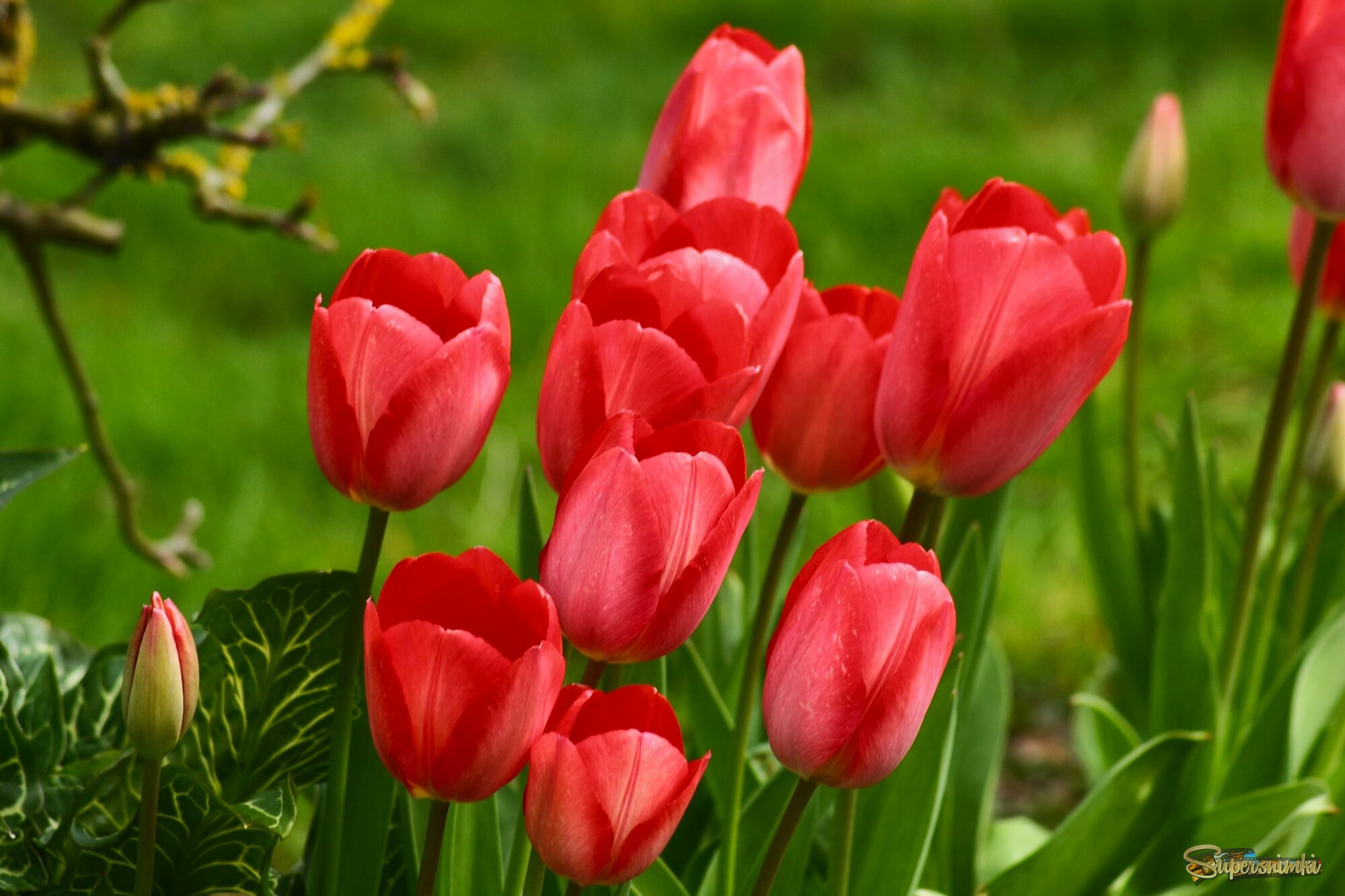 Тюльпановый апрель