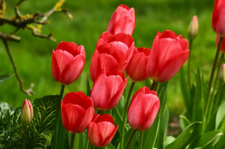 Тюльпановый апрель