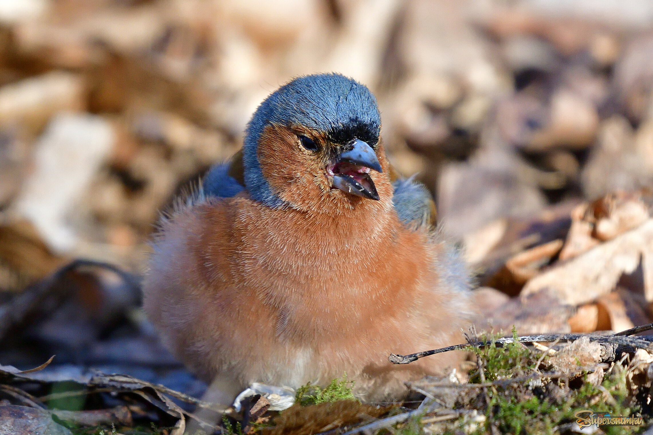 69de052b09164473aa9f5a04