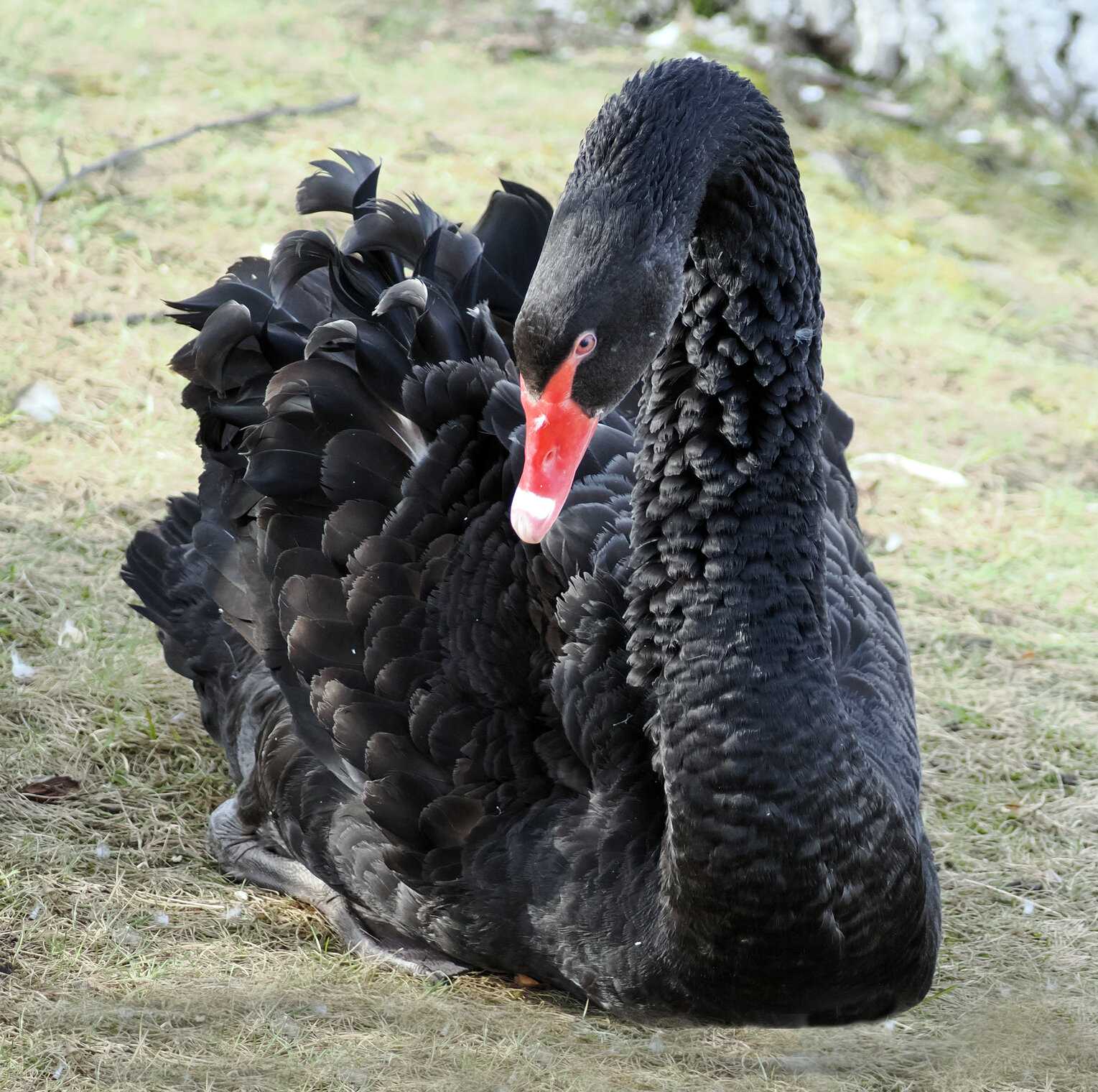 Чёрный лебедь.