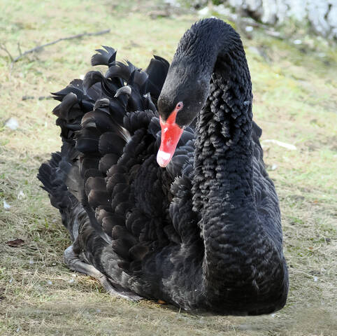 Чёрный лебедь.