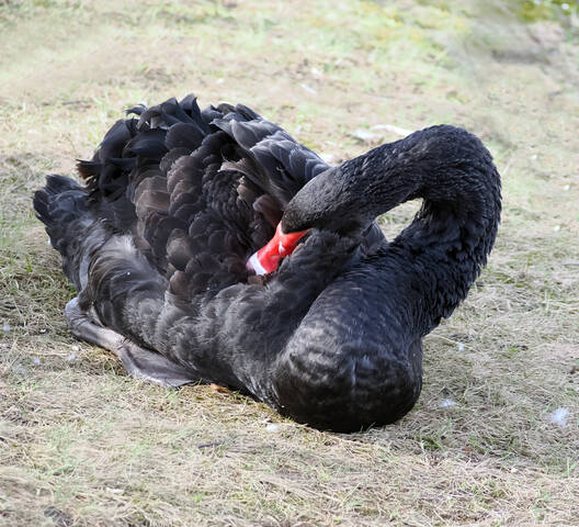 Чёрный лебедь.