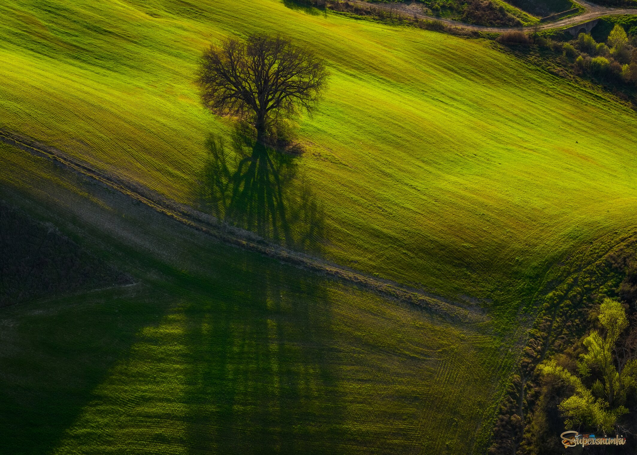 Зеленая тишина