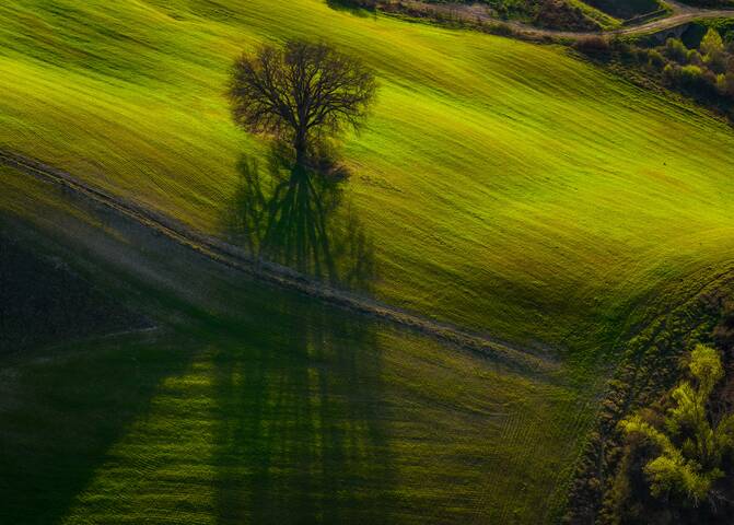 Зеленая тишина