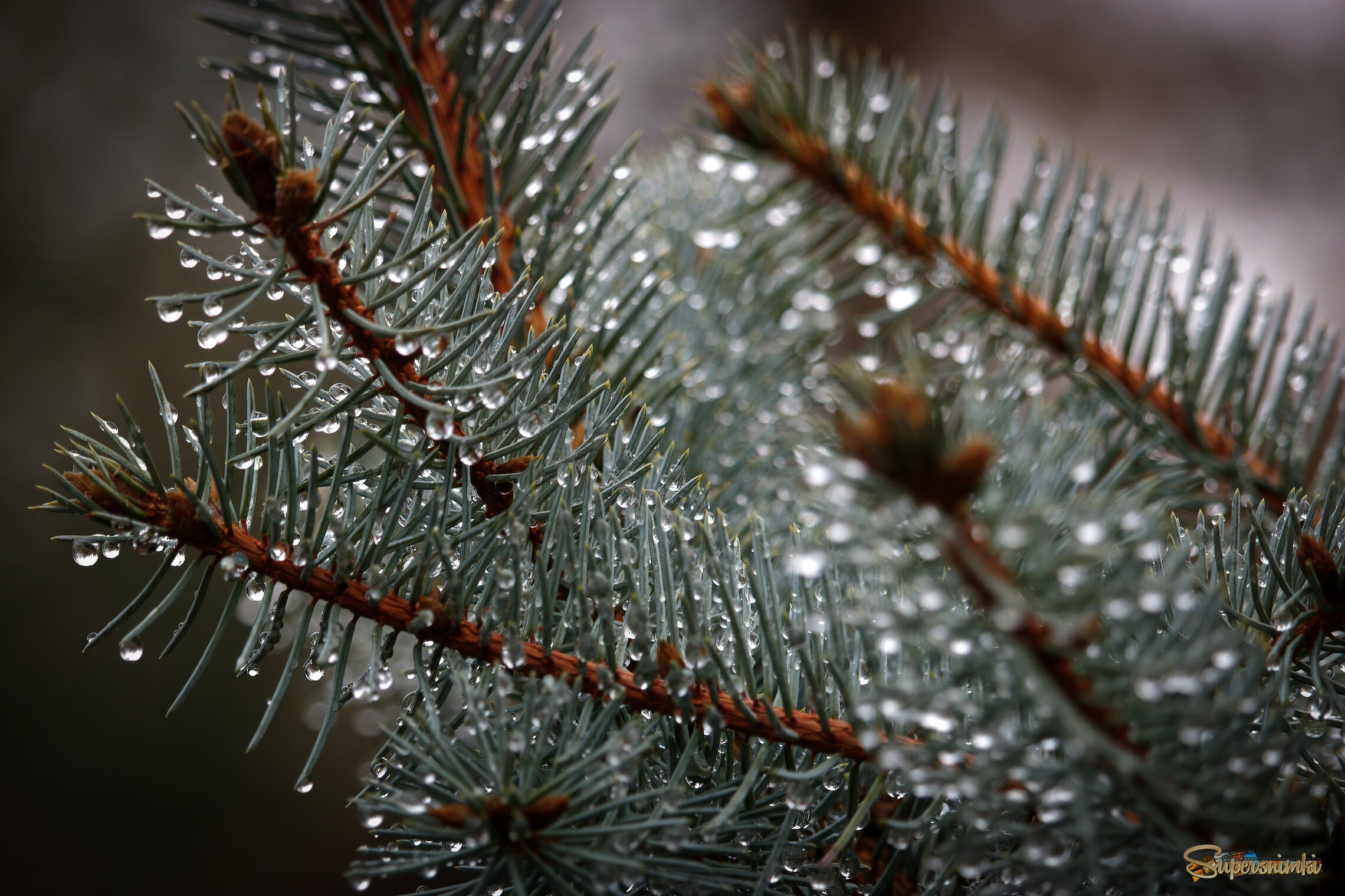 После дождя