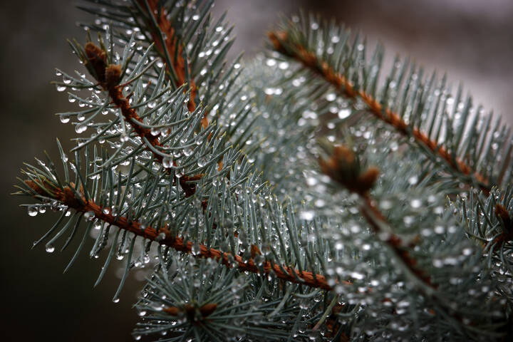 После дождя