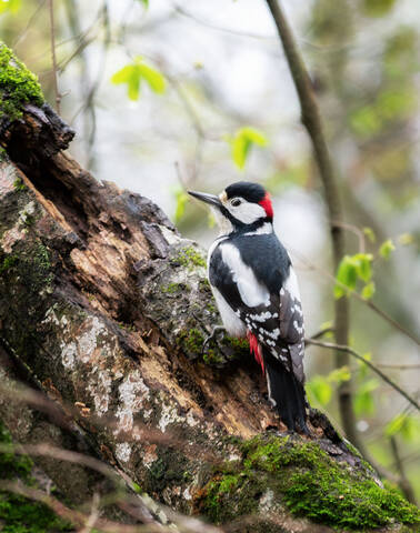 Санитар леса