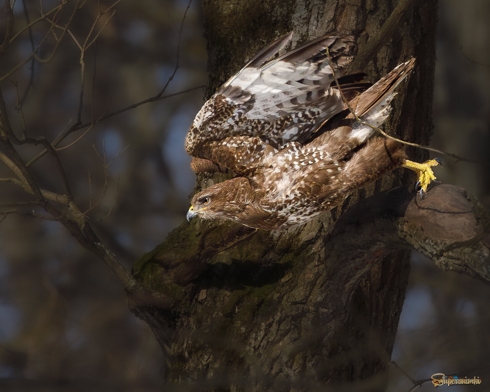 Трепещите грызуны! Я иду!