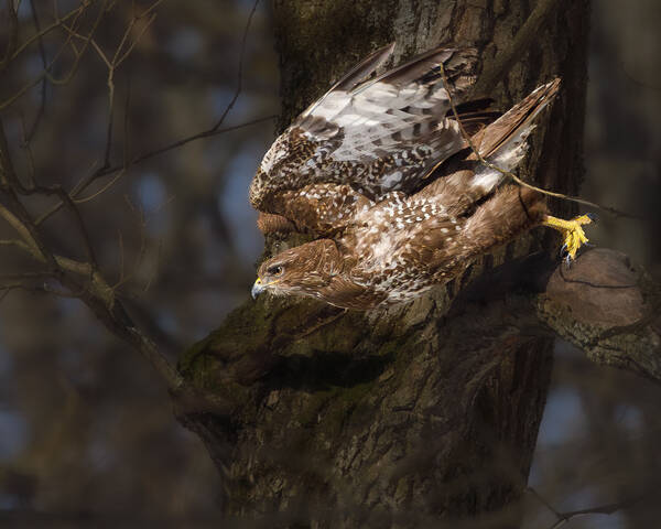 Трепещите грызуны! Я иду!