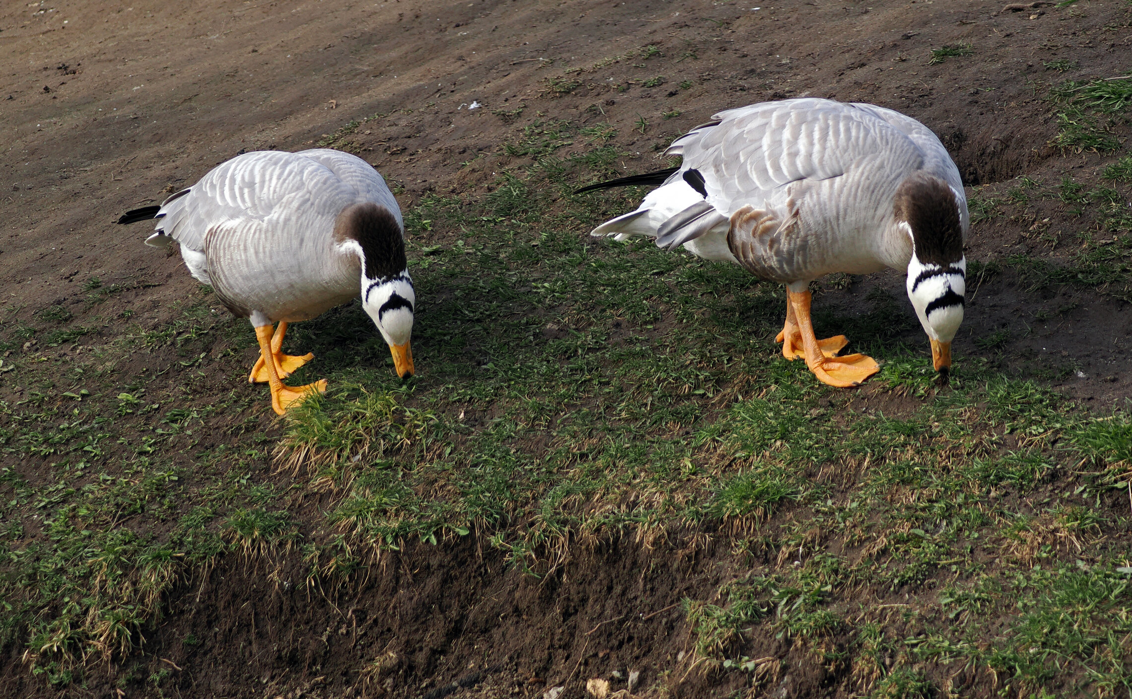 Горные гуси.
