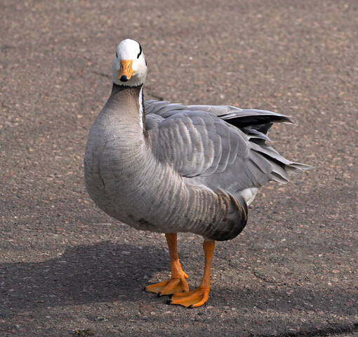 Горные гуси.