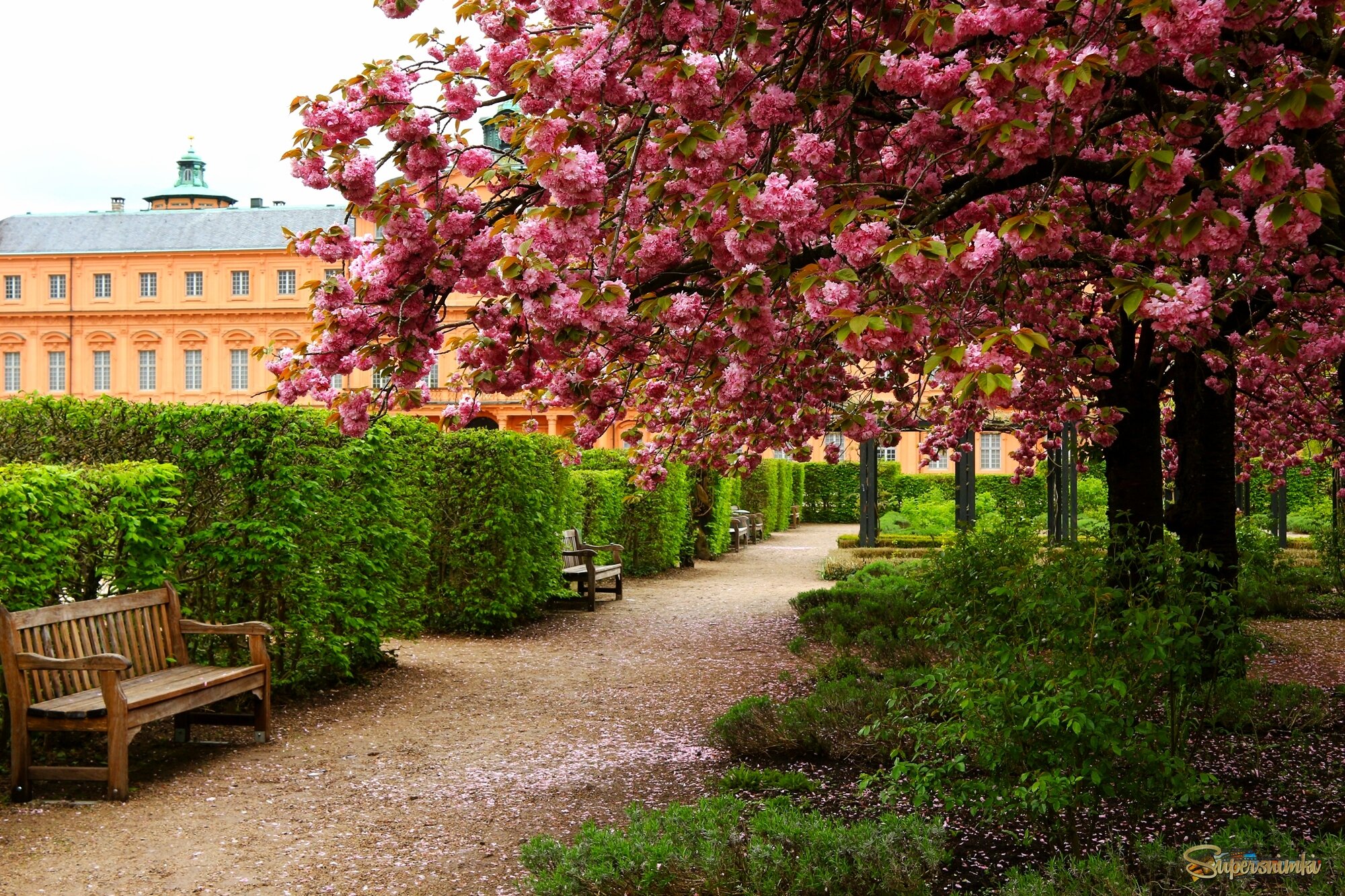 В графском парке сакура цветёт