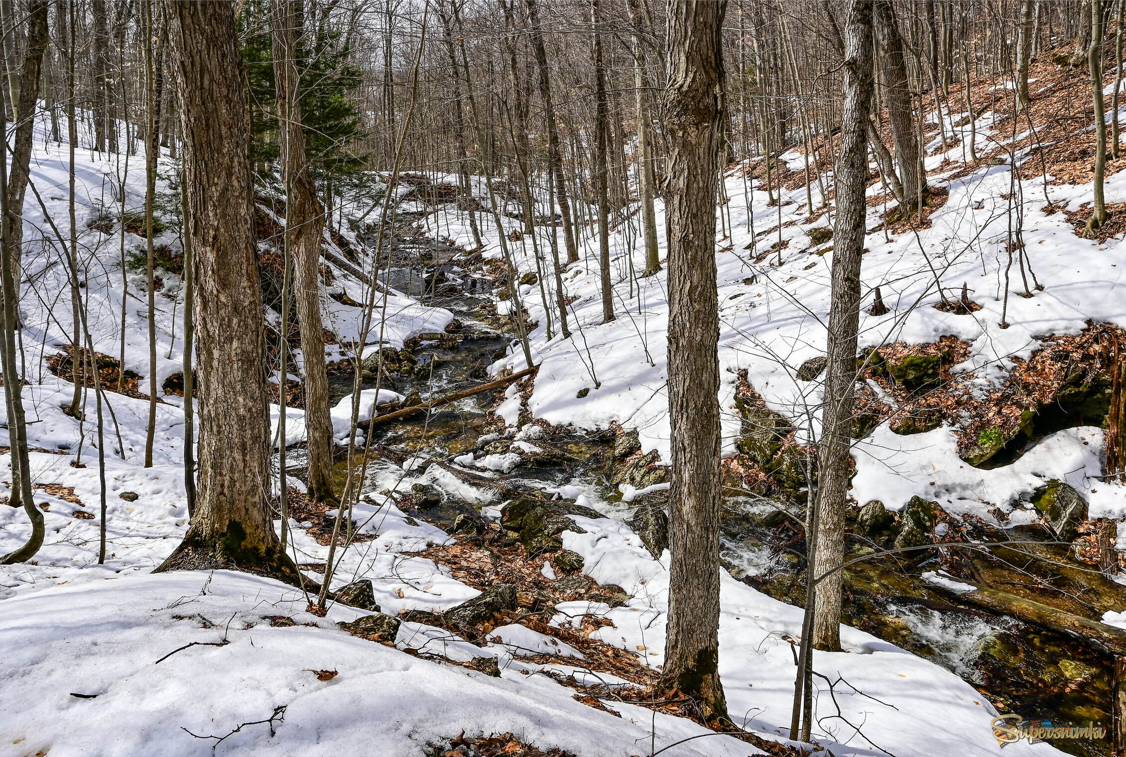 Средьснежники