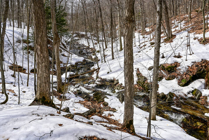Средьснежники