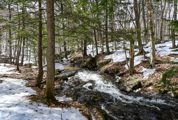 Средьснежники
