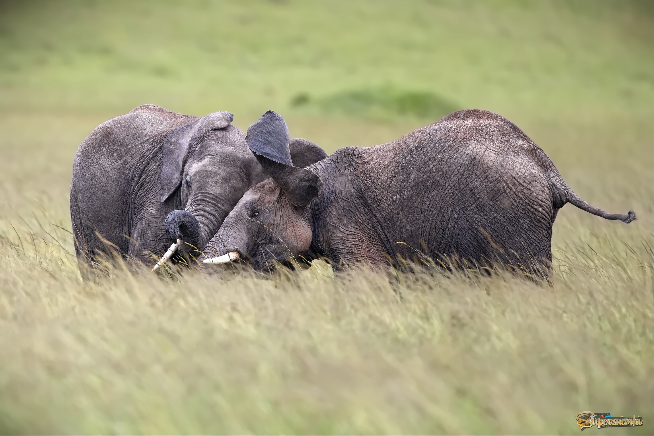 Пободаемся!?