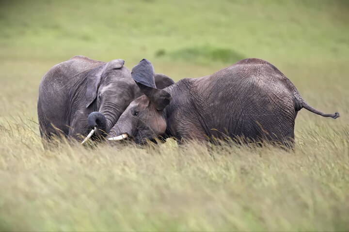 Пободаемся!?