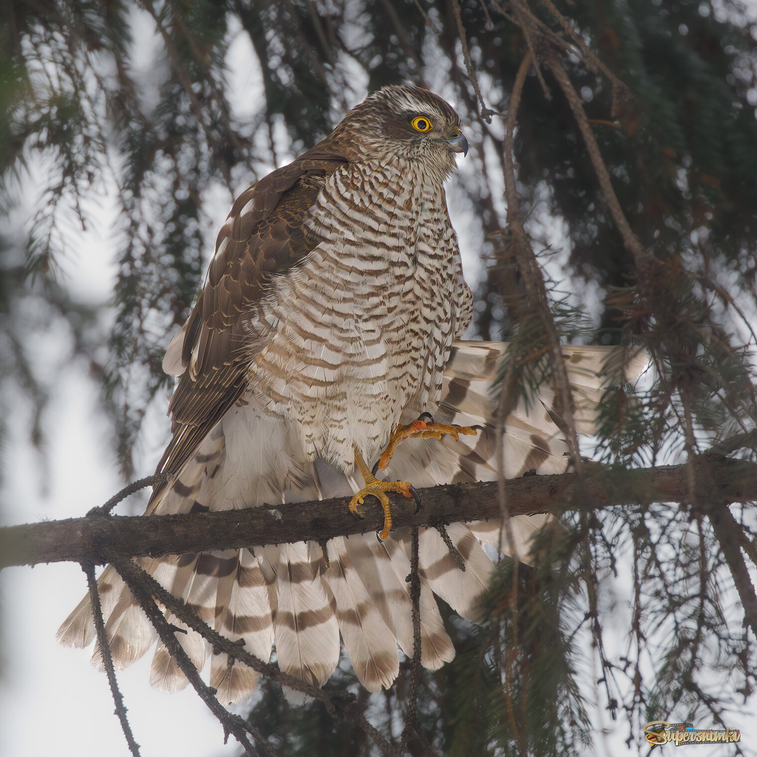 Красота - страшная сила