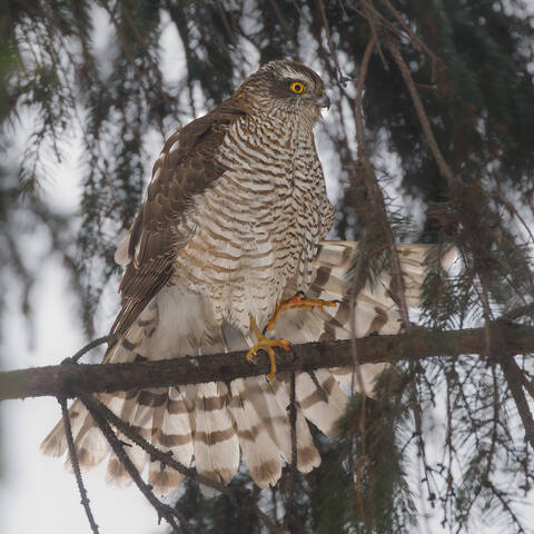 Красота - страшная сила