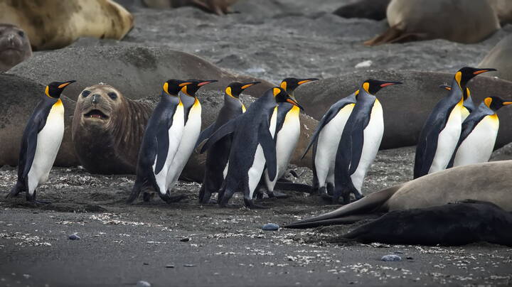 Безопасный коридор