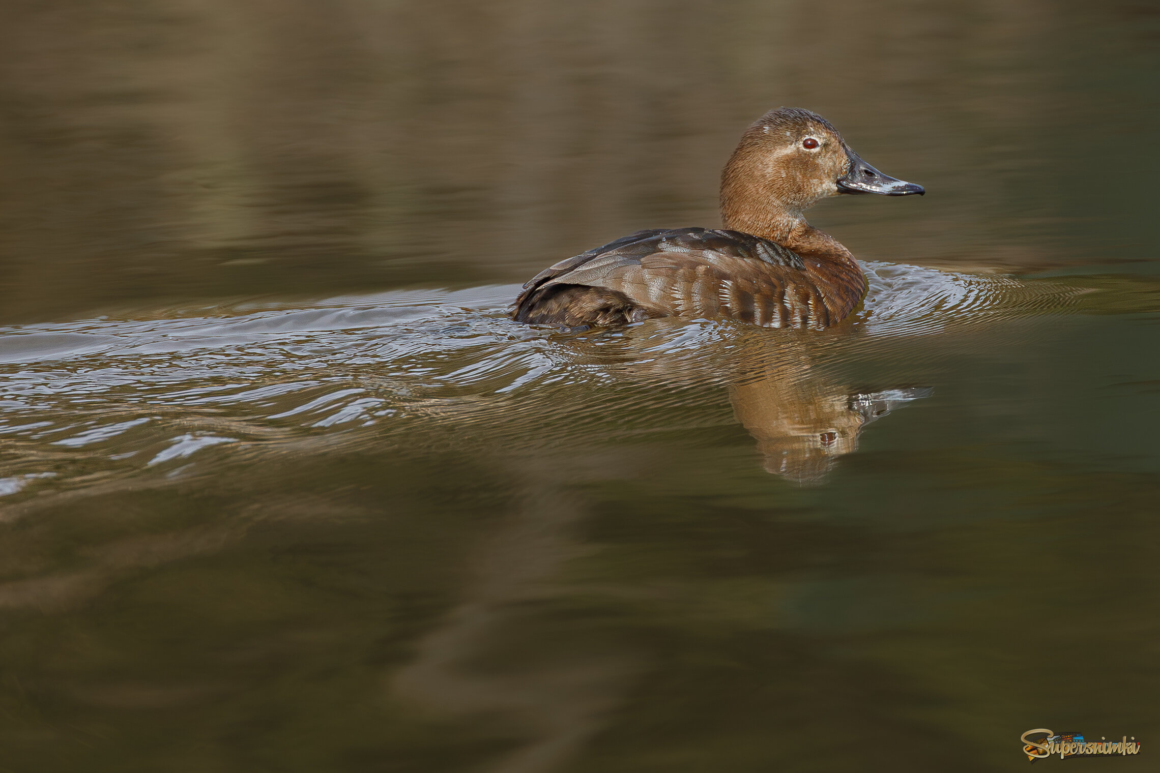 Ясноглазая