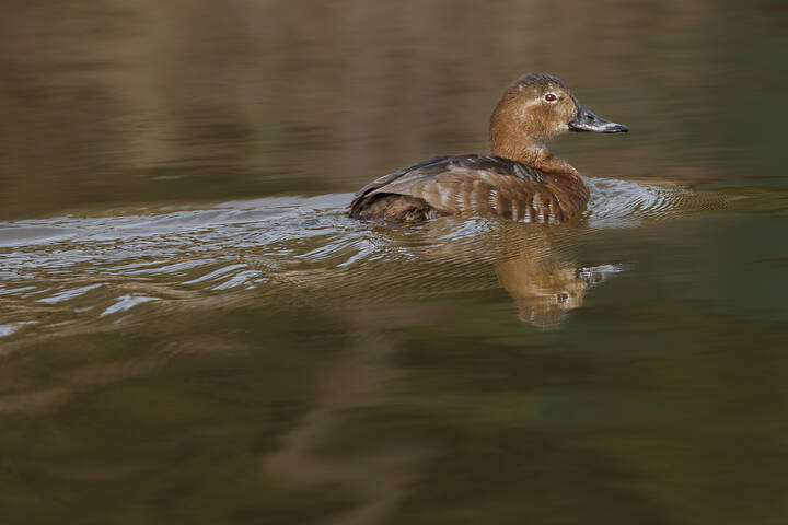 Ясноглазая