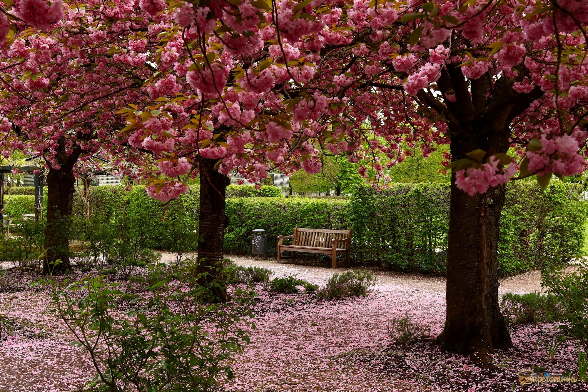 Сакура роняет лепестки