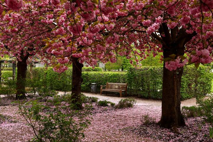 Сакура роняет лепестки