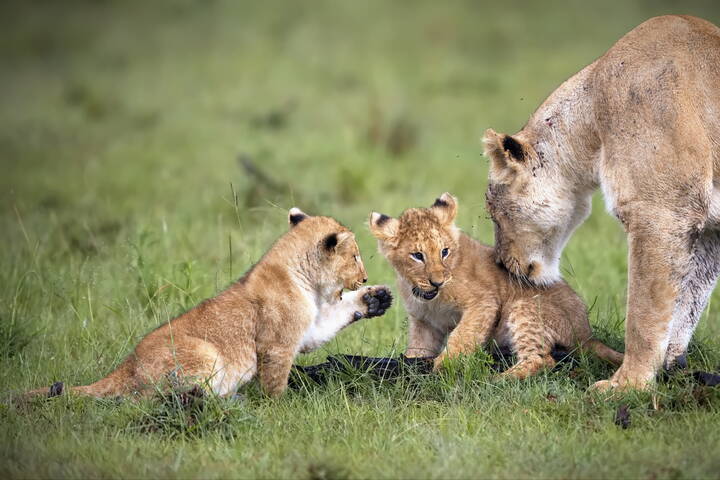 Ну давай же поиграем!