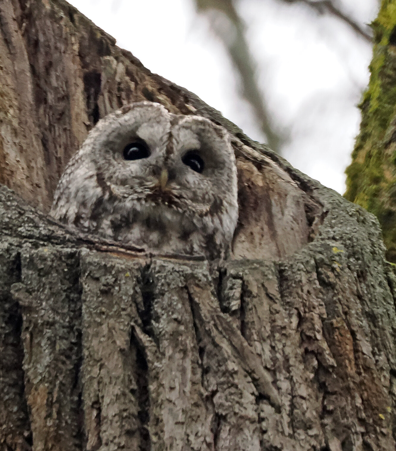 Серая неясыть, сова.