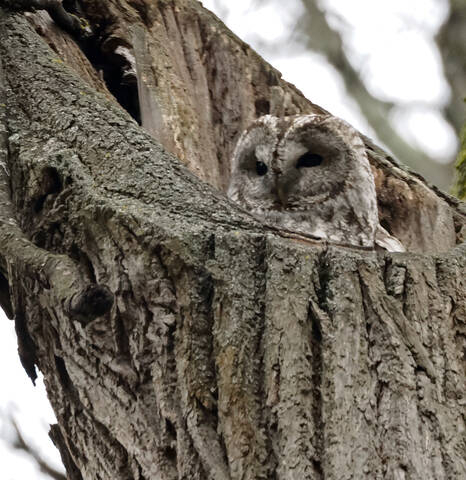 Серая неясыть, сова.