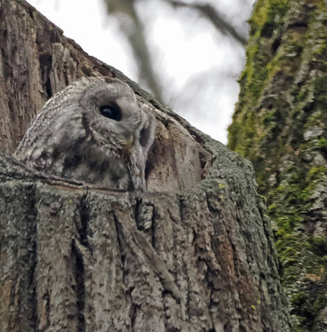 Серая неясыть, сова.