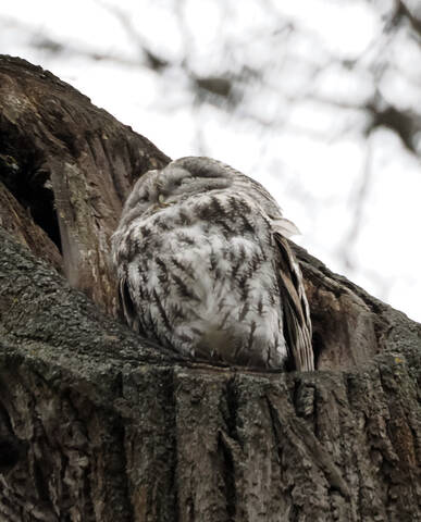 Серая неясыть, сова.