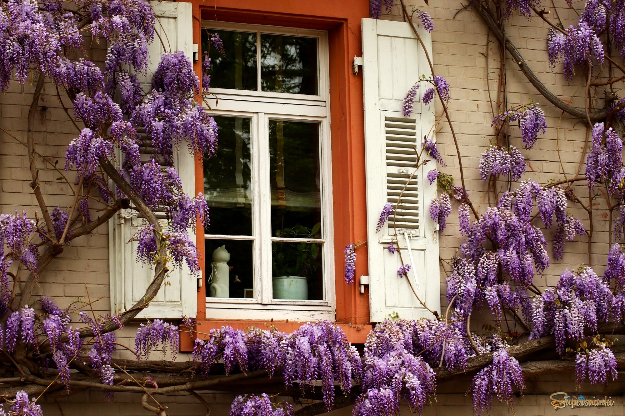 Окно с глицинией