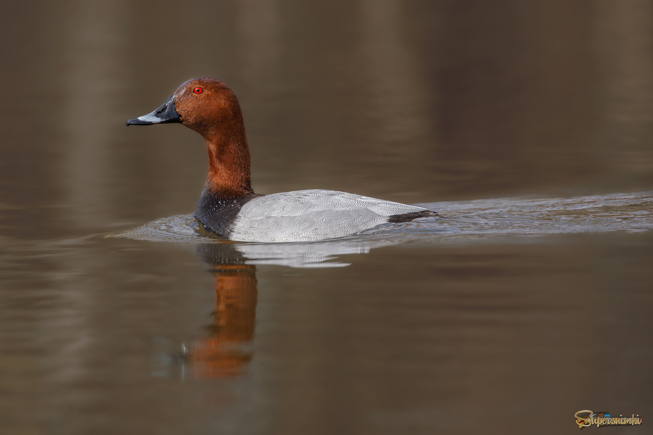 Длинношеий