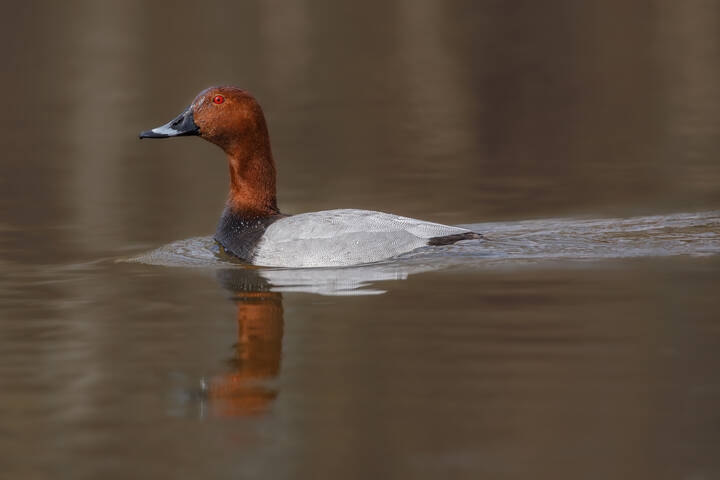 Длинношеий