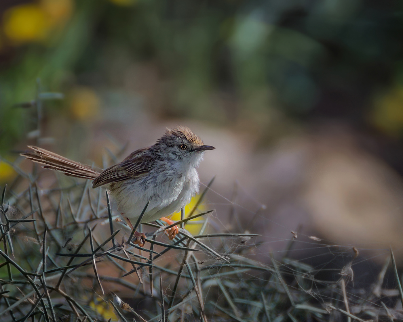 Изящная приния