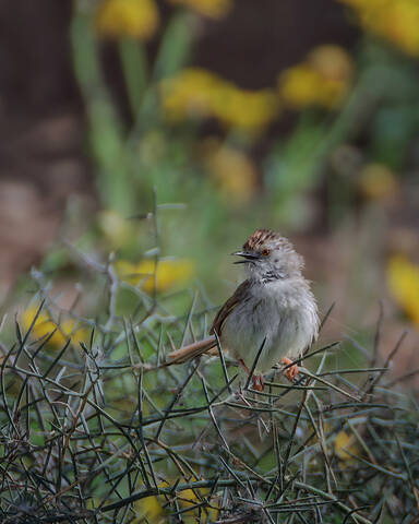 Изящная приния