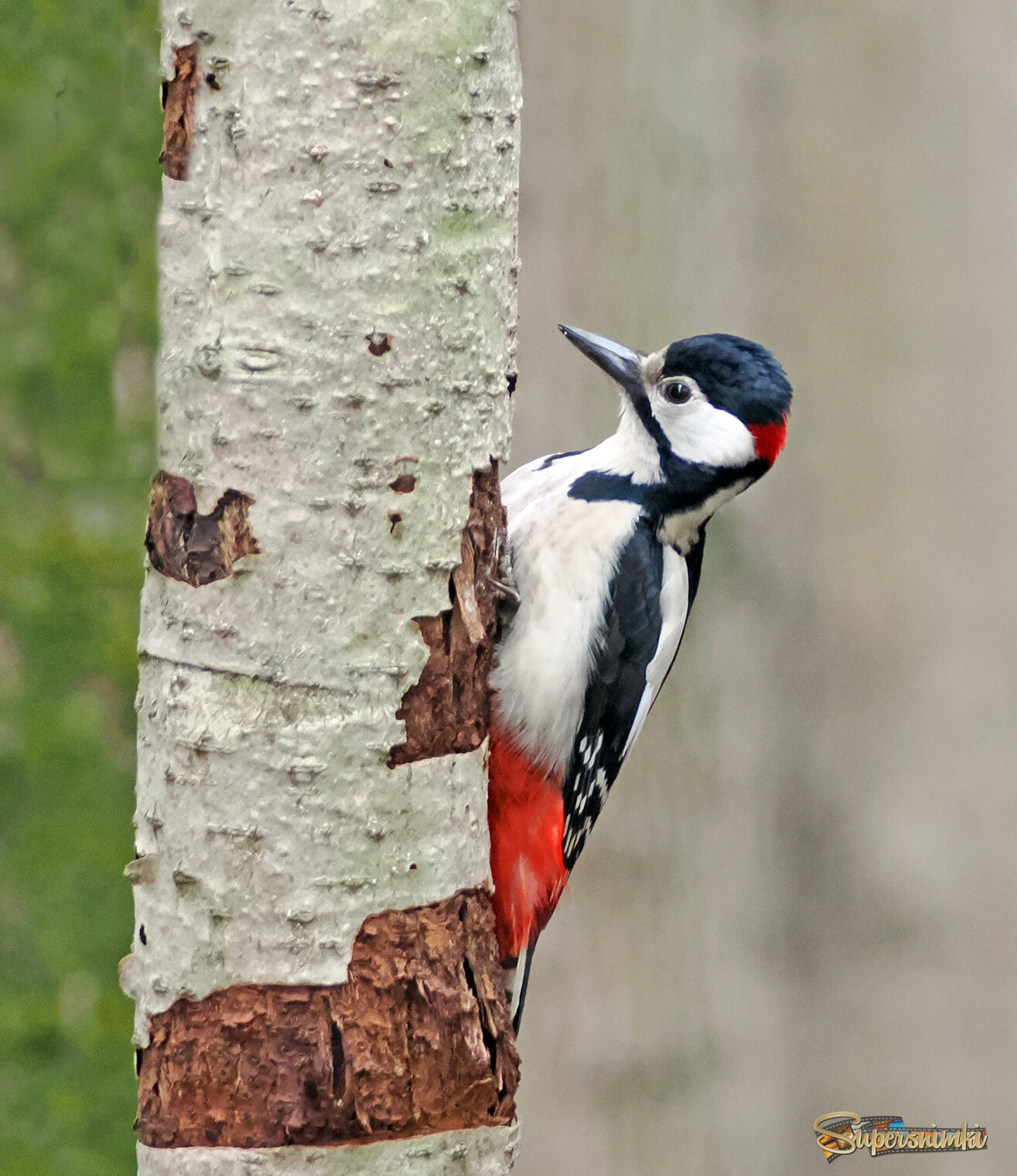 Большой пёстрый дятел.