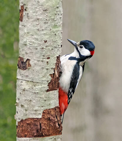 Большой пёстрый дятел.
