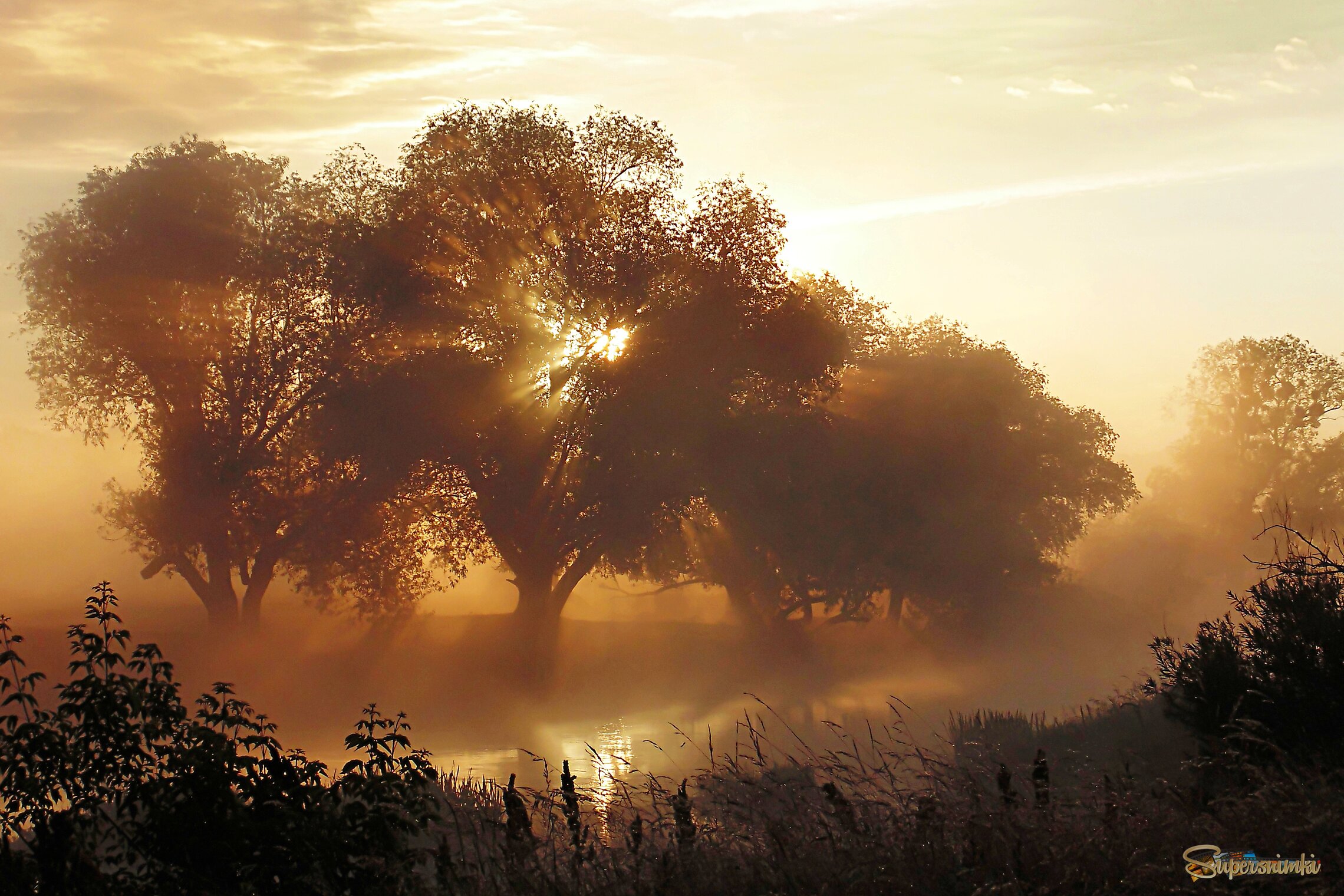 Летнее утро