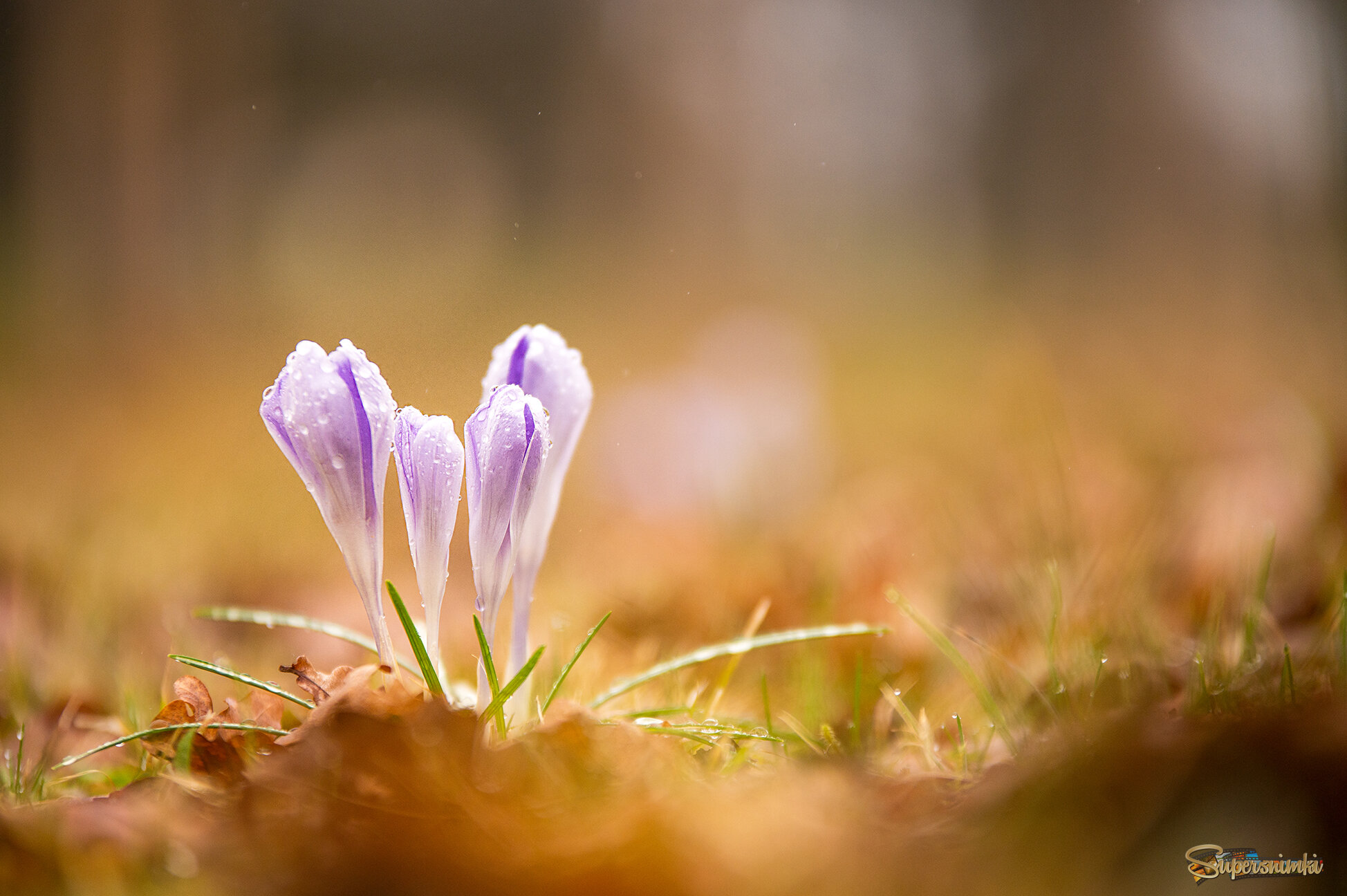 69e0dcd12a33fcc9ba9f5a04