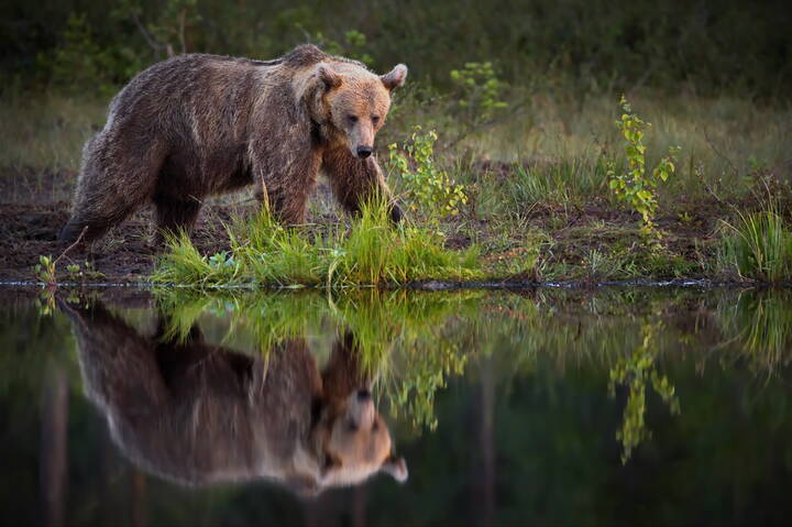 Лучшее зеркало