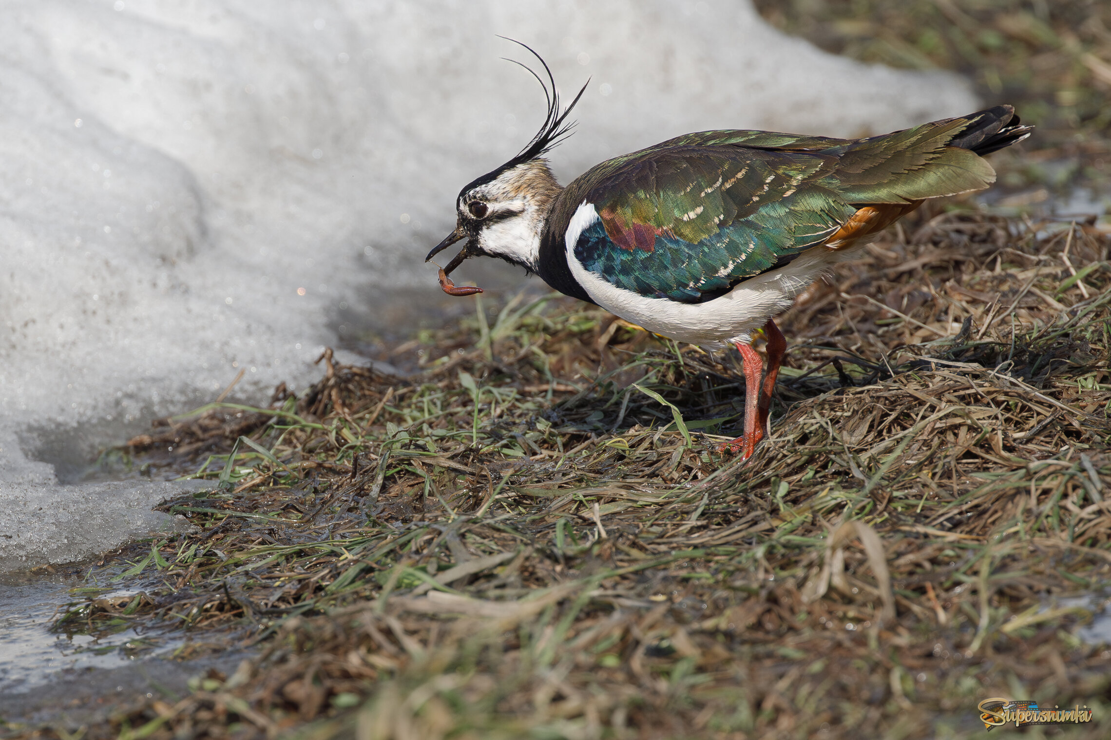 Червячком закусить