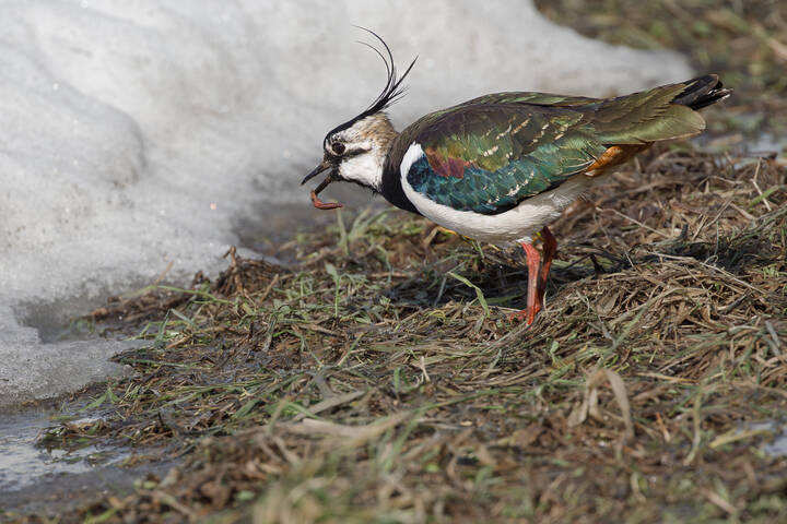 Червячком закусить